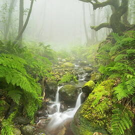 Cloud Forest by Reinhard Schmid