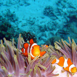 Clown Fishes by Takau99