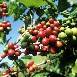 Coffee Beans On A Bush by Paul Poplis