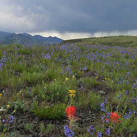 Colorado Flatirons and Wildflower Landscape by Cascade Colors