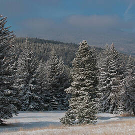 Colorado Winter Trees and Lifting Clouds by Cascade Colors
