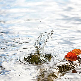 Colorful Beech Leaves Are Lying On A Stone, In Addition, Sprays Water High  by Wolfgang Gasser