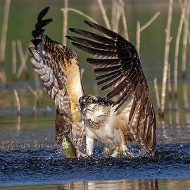 Coming Up with a Fish by Beth Sargent