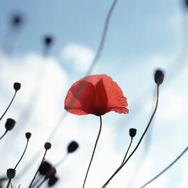 Common Poppy Papaver Rhoeas, Close Up by Dougal Waters