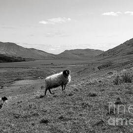 Connemara Sheep by Olivier Le Queinec