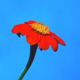 Coreopsis by Richard Felber