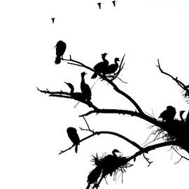 Cormorant's in Silhouette by Kevin Schwalbe