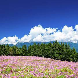 Cosmos Flowers Under Blue Sky by Wan Ru Chen