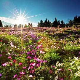 Cosmos Flowers With Sunny Sky by Wan Ru Chen