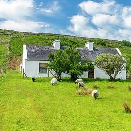 Cottage & Sheep, Mayo, Ireland by Sebastian Wasek