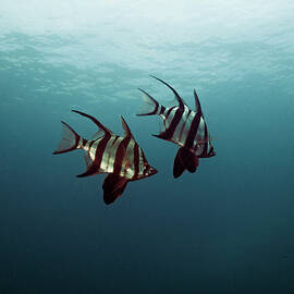 Couple Of Fish by Underwater Graphics