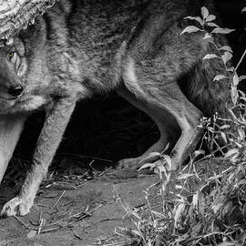 Coyote by KC Hulsman