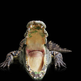 Crocodile With A Wide Open Mouth Jigsaw Puzzle by John Lund Crocodile With A Wide Open Mouth Jigsaw Puzzle by John Lund