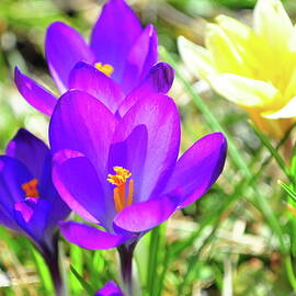 Crocus Flowers by Zoom