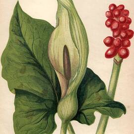 Cuckoo Pint by Hulton Archive