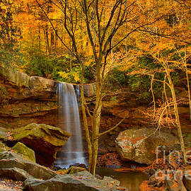 Cucumber Falls Golden Canopy by Adam Jewell