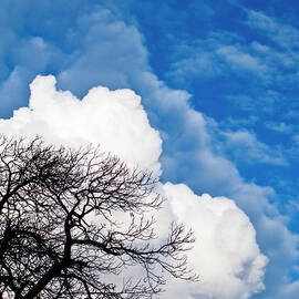 Cumulo Nimbus Clouds And Tree by Doug Chinnery