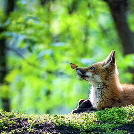 Curious Creatures by James Overesch