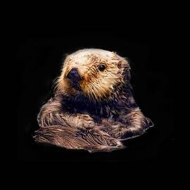 Cute Sea Otter by Jean Noren
