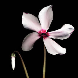 Cyclamen Flower Against Black Background by Mike Hill