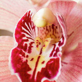 Cymbidium Orchid Flower, Close-up by P A Thompson