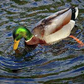 Dabbling Male Mallard by Jean Noren