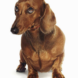 Dachshund Looking Up by Gandee Vasan
