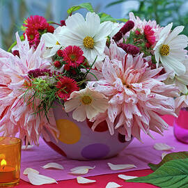 Dahlia 'peppermint' dahlia by Friedrich Strauss