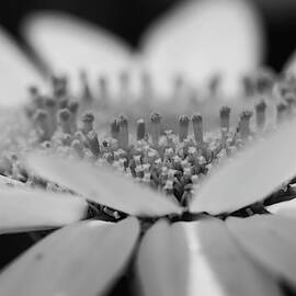 Daisy Flower Macro by Louis Dallara