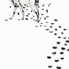 Dalmation Losing Spots by Gandee Vasan