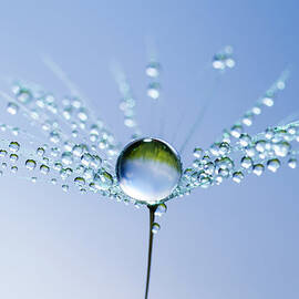 Dandelion And Dew - Blue Sky Water by Thomasvogel