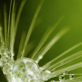 Dandelion And Dew by Thomasvogel