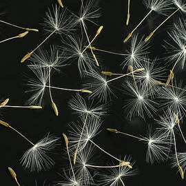 Dandelion Choregraphy by Lucgillet