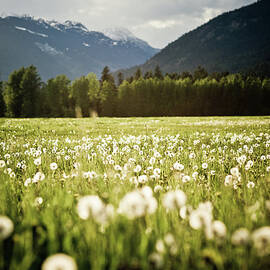 Dandelion Field by Arnold Media