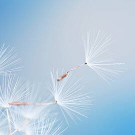 Dandelion by Ithinksky