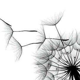 Dandelion by Sunnybeach