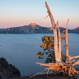 Dead Tree By A Lake by Heeb Photos