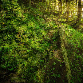 Deep in the Forests of Bavaria by David Morefield