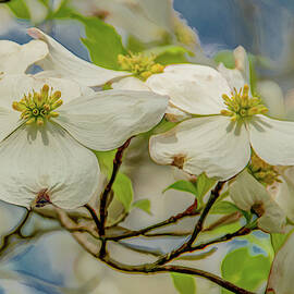 Delicate Dogwoods by Marcy Wielfaert
