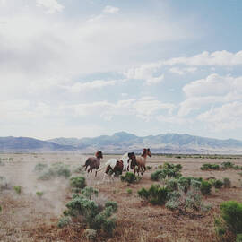 Delta Horses by Kevin Russ
