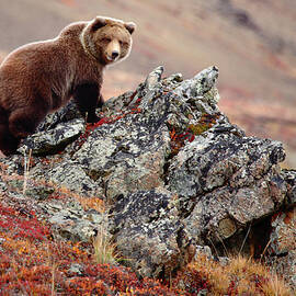 Denali Brown Bear by Image Courtesy Of Jeffrey D. Walters