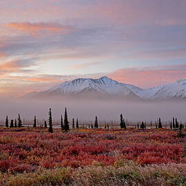 Denali National Park, Alaska by Bernd Rommelt