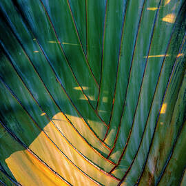 Detail On Travelers Palm Tree (ravenala Madagascariensis) by Laura Diez