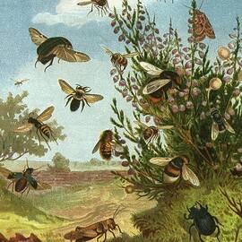 Die Insekten, Tausendfussler Und Spinnen Pl 01 by Alfred Edmund Brehm