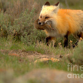 Dinner For The Red Fox by Adam Jewell