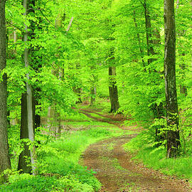 Dirt Road Through Lush Beech Tree by Avtg