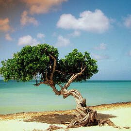 Divi Divi Tree On Beach Of Caribbean by Medioimages/photodisc