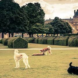 Dogs In The Tuileries Garden by Antonino Bartuccio
