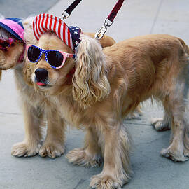Dogs With Hats & Sunglasses by Riccardo Spila