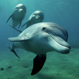 Dolphin Flight by Art-design-photography
